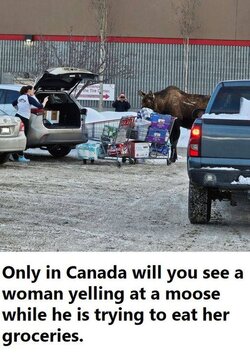 Moose.jpg