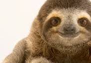 sloth.jpeg