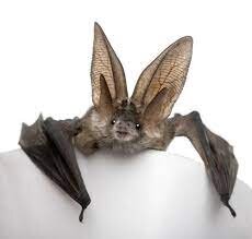 Bat.jpeg