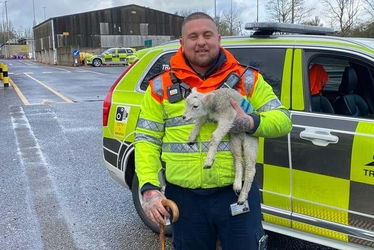 lamb rescue.png