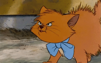angry-cat.gif