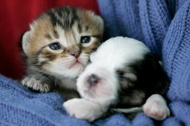 314-3148450_cute-puppy-and-kittens.jpeg
