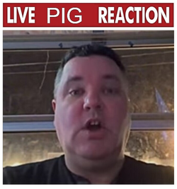 live pig.png