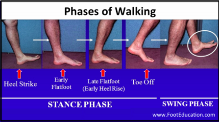 Figure-2-Phases-of-Walking--600x336.png