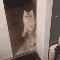 tenor-986809569.gif