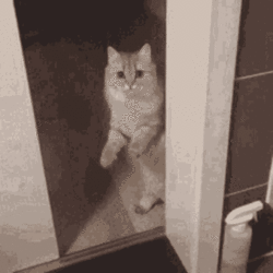 cat-close-door-1951743645.gif