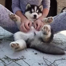 puppy-bellyrub.gif