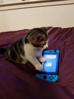 meowmeowmeow.jpg