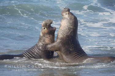 northern-elephant-seals-fighting-image-20370-329716.jpg