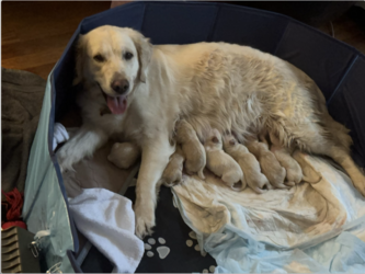 Puppies.png