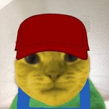 Sncat.jpeg