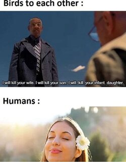 Birds.jpg