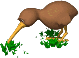 kiwi.gif
