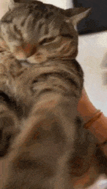tenor.gif