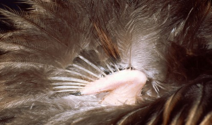 Wing Pics.png