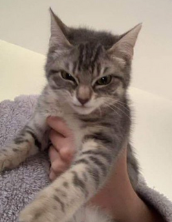 ebilcat.png