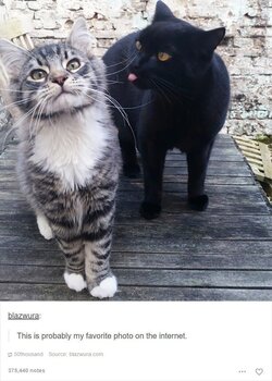 funny-tumblr-posts-about-cats-14-4259857542.jpg