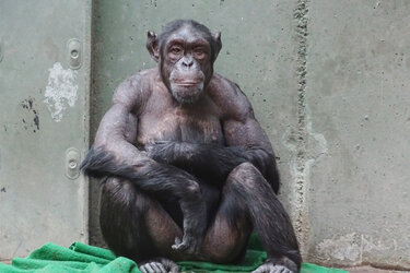 2023-08-Schimpansen-Zoo-Magdeburg-02116-c-Colin-Goldner-Great-Ape-Project.jpg