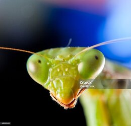 istockphoto-492081400-1024x1024.jpg
