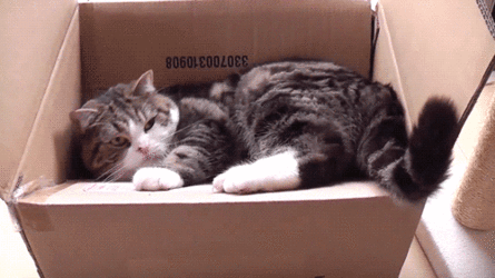 tumblr_m3pmdunI9m1r9z0ano1_500.gif