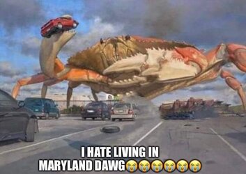 I hate living in Maryland crabs.jpg