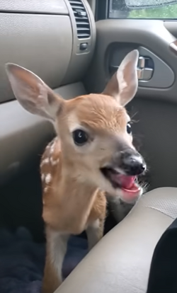 bleating.png