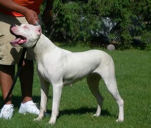 dogo.jpg