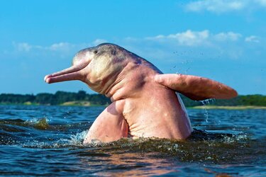 Amazon-river-dolphin_jumping_1medium-960x640.jpeg