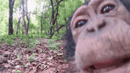 monkey-lick-camera-631035922.gif