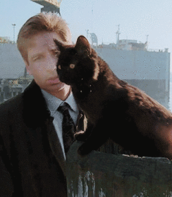 tumblr_pg1qfpTJwv1ulkd8uo1_400.gif