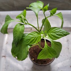 Leggy cayenne third transplant.jpg