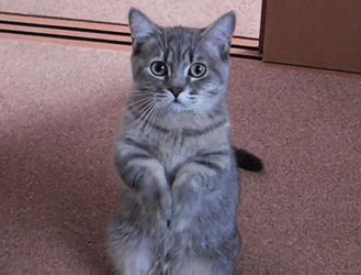 bowmeow.gif