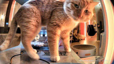 Meow.camera_5144313095337151915_1712069226599.png