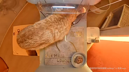 Meow.camera_5144313095337151915_1712062129272.png