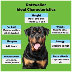 Rottweiler.jpg