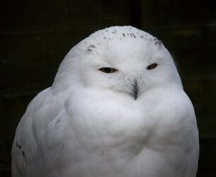 snowy.jpeg snowy.jpeg