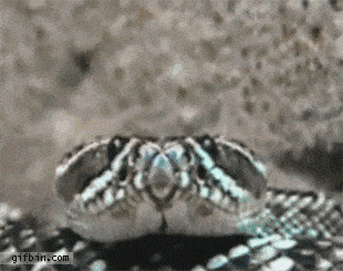 6db6154f111f14d7c9686d5bfe492369.gif