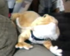Puffers.png