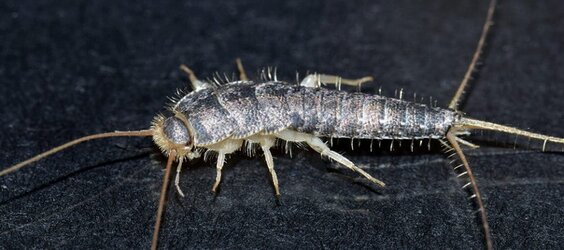 silverfish.jpg