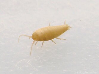 thysanura_nicoletiidae.jpg