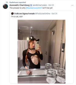 cat.png