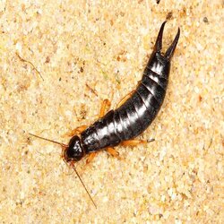 maritime-earwig-2681648455.jpg