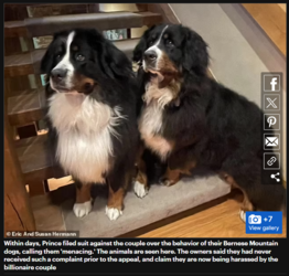 dogs.PNG