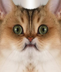 hehee.png
