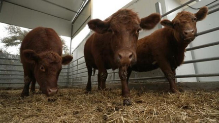 cows.png cows.png