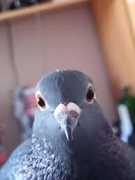 IMG_7653.jpeg