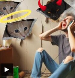 cats.jpg