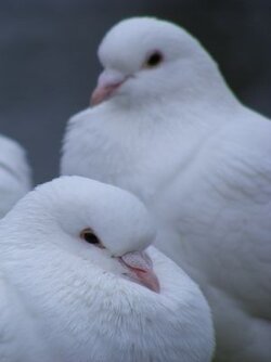 IMG_5250.jpeg
