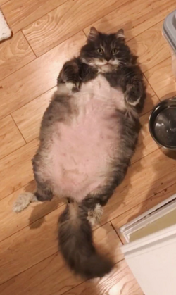 fatty.png