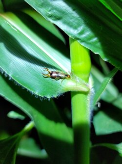 Earwig.jpg